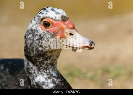 Portrait of a young Muscovy Duck (Cairina moschata). Stock Photo
