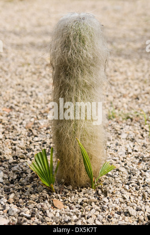 Old Man Cactus (Cephalocereus Senilis). Stock Photo