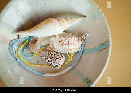 Patterned seashells in bowl, directly above, close up Stock Photo