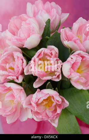 Pink & White Tulips Stock Photo