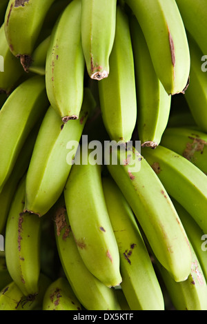 Green banana bunches, close up, directly above, full frame, close up Stock Photo