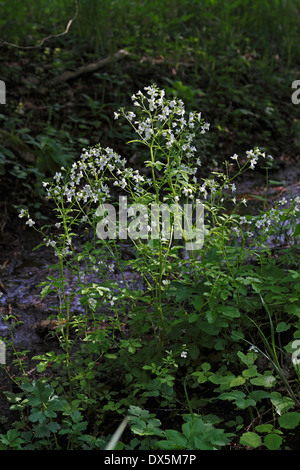 Flowering Large Bitter-Cress (Cardamine amara) Stock Photo