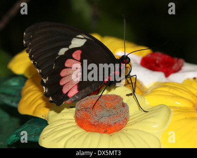 Pink Cattleheart or Transandean Cattleheart Butterfly (Parides iphidamas) on fake plastic flowers Stock Photo