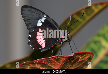 Pink Cattleheart or Transandean Cattleheart Butterfly (Parides iphidamas) Stock Photo