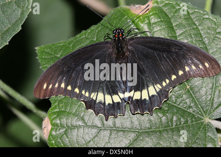 Gold Rim Swallowtail Butterfly (Battus polydamas)