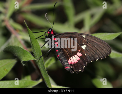 Pink Cattleheart or Transandean Cattleheart Butterfly (Parides iphidamas) Stock Photo
