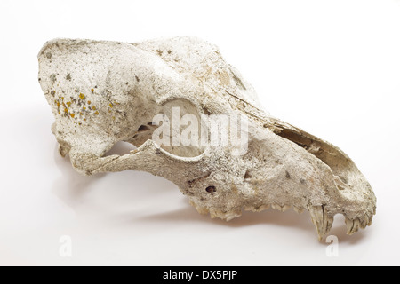 Dog skull on white background Stock Photo