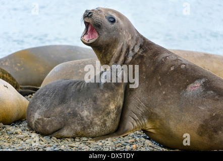 Female Southern elephant seal with pup in colony Stock Photo