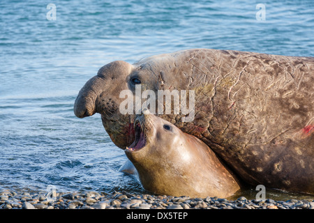 Male Southern elephant seal romancing a female Stock Photo