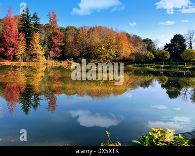 Beautiful autumn forest with different trees Stock Photo - Alamy