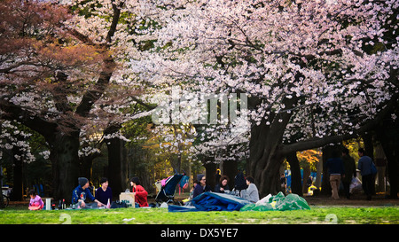 Full bloom cherry blossom trees at Yoyogi Park, Tokyo, with local Japanese families and friends having a picnic under the trees Stock Photo