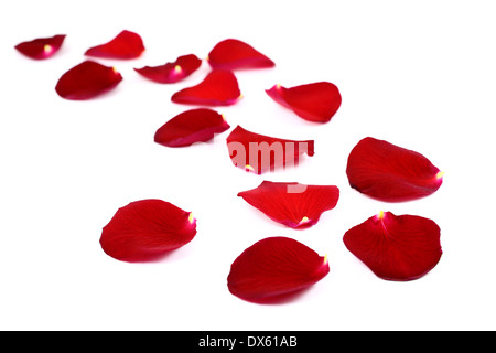 Red rose petals isolated on white Stock Photo