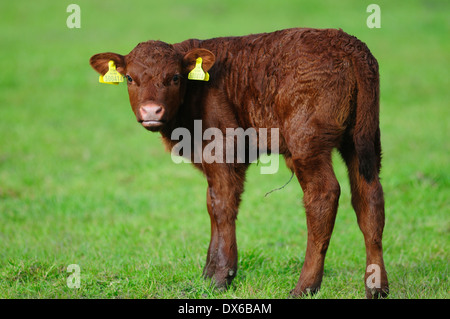 A young Devon Red calf Dorset UK Stock Photo