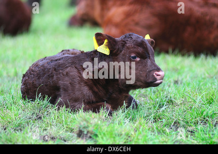 A very young  Devon Red calf lying down UK Stock Photo