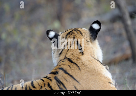 Back view of the ears from a Bengal Tiger (Panthera tigris tigris) lying down, Ranthambhore national park, Rajastan, India. Stock Photo