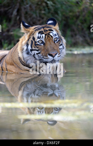 Bengal tiger (Panthera tigris tigris) lying down with reflection in water pond, Ranthambhore national park, Rajastan, India. Stock Photo