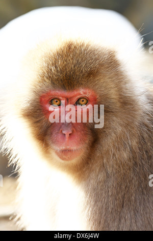 Japanese Macaque (Macaca fuscata), Snow Monkeys at the natural hot springs in Jigokudani Monkey Park (Hell Valley) near Nagano, Stock Photo