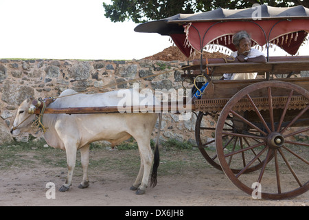 Ox and cart, Galle, Sri Lanka Stock Photo