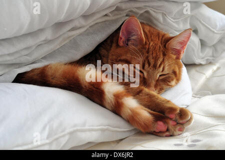 Aberystwyth, Wales, UK - Samson, a one year old ginger cat, has found the perfect spot for a cat-nap. He has sneaked in and is tucked into the clean bedding of the guest room... - 19- Mar-2014, Photo Credit: John Gilbey/17�Թ����� Live News. Stock Photo