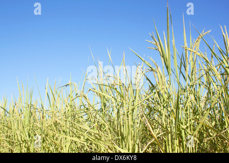 Close up of rice field ready for harvest Stock Photo