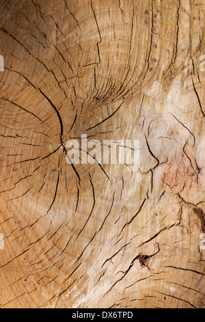 The heart of the tree Stock Photo
