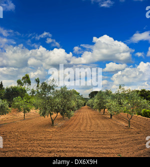Olive trees garden in Provence, France. Landscape countryside with dramatic blue sky Stock Photo