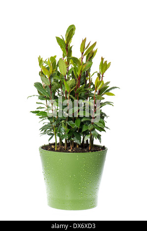 bay laurel plant in pot on white background. Laurus nobilis. Herbs. Food ingredients. Condiment. Spice. Stock Photo