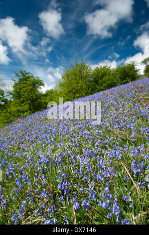 Bluebells (Hycinthoides non-scripta) in full bloom covering banking side in spring