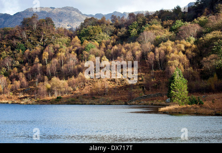 Photograph Autumn of colour with Silver Birch trees above Llyn Dinas lake in autumn Snowdonia National Park Gwynedd North Wales Stock Photo