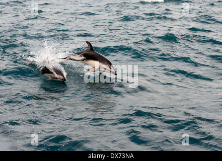 Dusky dolphins (Lagenorhynchus obscurus). Part of a small pod following a boat. Stock Photo