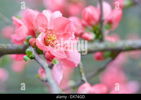 Spring flowers closeup with pink blossom and fresh buds
