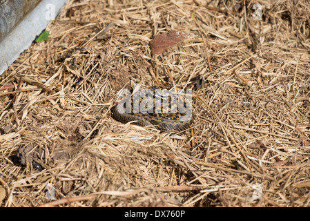 Adder (Vipera berus), sometimes also called common or northern viper Stock Photo
