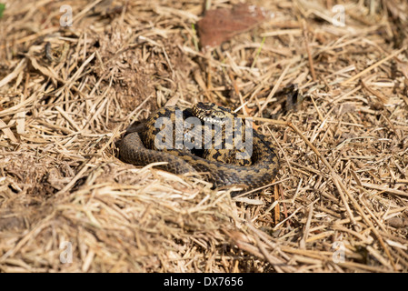 Adder (Vipera berus), sometimes also called common or northern viper Stock Photo