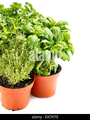 fresh green herbs in gardening pots on white background. spicy aromatic basil, thyme, parsley, mint. food ingredients Stock Photo