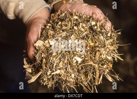 Dairy Farm in Wisconsin with cows on automated milking unit Stock Photo ...