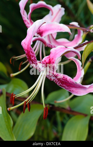 Flowers of the late blooming oriental turkscap lily, Lilium speciosum 'Rubrum' Stock Photo