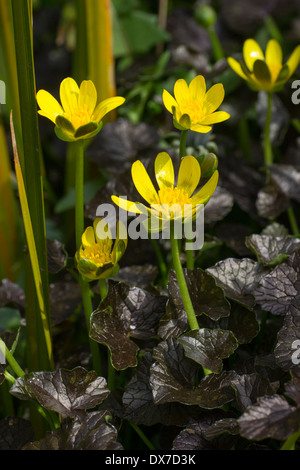 Flowers and dark bronze leaves of the lesser celandine variety, Ficaria verna 'Brazen Hussy' in a Plymouth garden Stock Photo