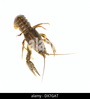 Alive Crayfish on white background Stock Photo