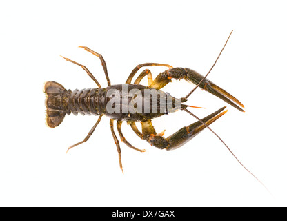 Alive Crayfish on white background Stock Photo