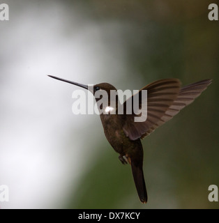 Brown Inca hummingbird, (Coeligena wilsoni), in hovering flight, western Andes, Colombia. Stock Photo