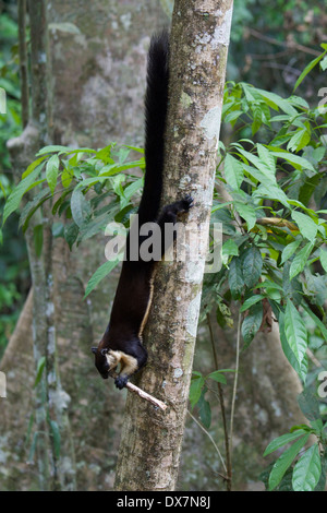 The black giant squirrel (or Malayan giant squirrel) (Ratufa bicolor) is a large tree squirrel in the genus Ratufa Stock Photo