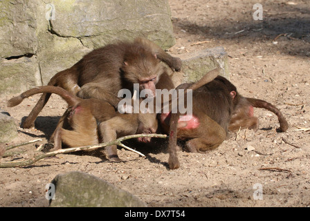 Group of young baboons (Papio hamadryas) fighting and dominating Stock Photo