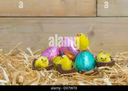 Toy Easter chicks hatching from chocolate eggs in a straw nest. Stock Photo