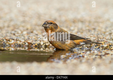 male common crossbill loxia curvirostra drinking from a puddle,suffolk uk Stock Photo
