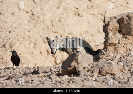 Arabian wolf (aka desert wolf Canis lupus arabs). This wolf is subspecies of gray wolf. Photographed in Israel, Negev desert Stock Photo