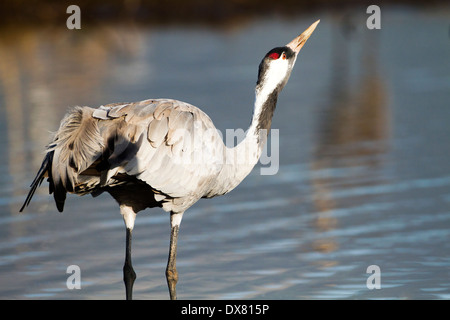 Israel, Hula Valley, Common Cranes (Grus grus) wades in the water Stock Photo