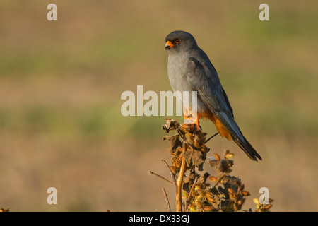 Red footed falcon (falco vespertinus) male standing. Stock Photo