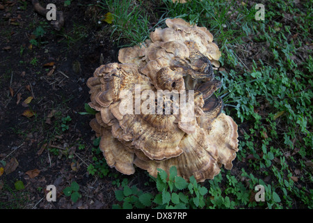 Fungus growing on a tree Stock Photo