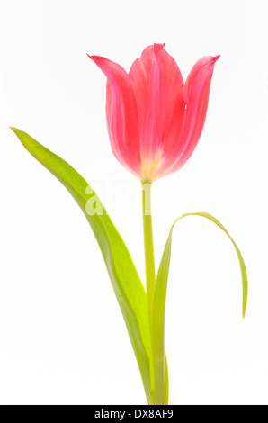tulips single on white background Stock Photo