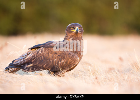 Steppe Eagle (Aquila nipalensis) in short grass Stock Photo
